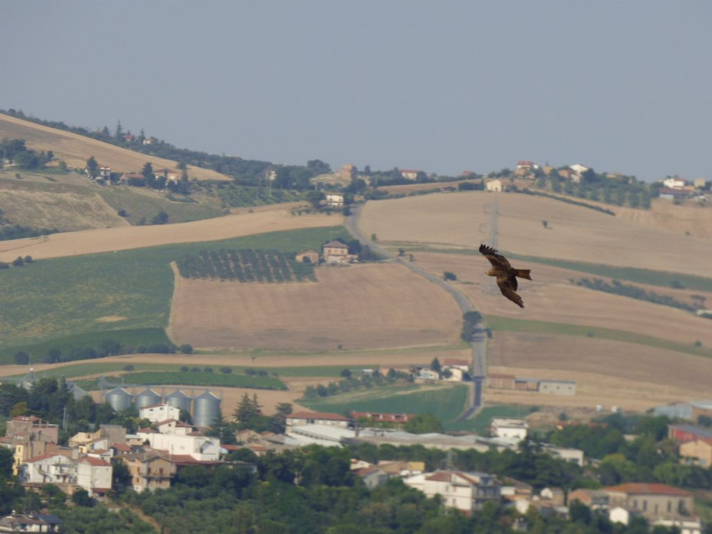 Nibbio bruno (Milvus migrans) e Poiane (Buteo buteo)